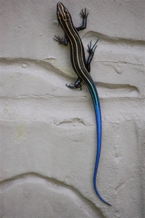 blue tail lizard | Lizard, Pet lizards, Reptiles