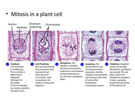 Wong. LP 6 Animal vs. Plant MItosis