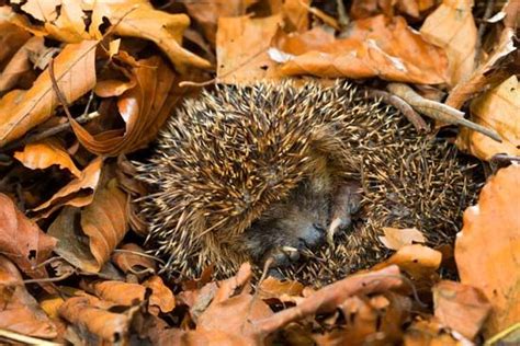 hibernation | Animals that hibernate, A hedgehog