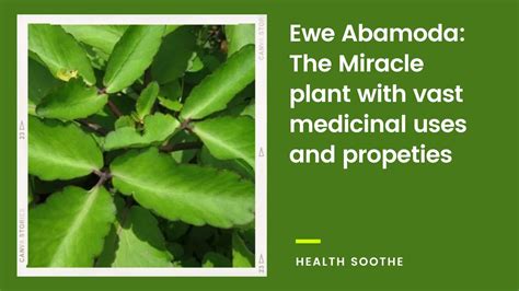 Ewe Abamoda (Leaf of Life): The Miracle Plant with Vast Medicinal Uses ...