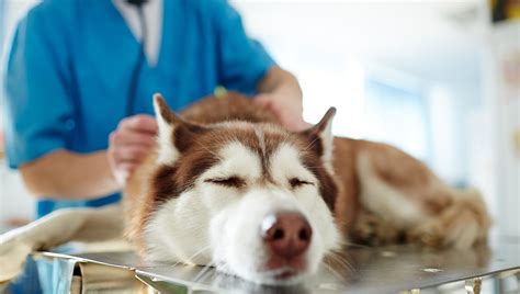 Canine Liver Disease: Diagnosis and Care