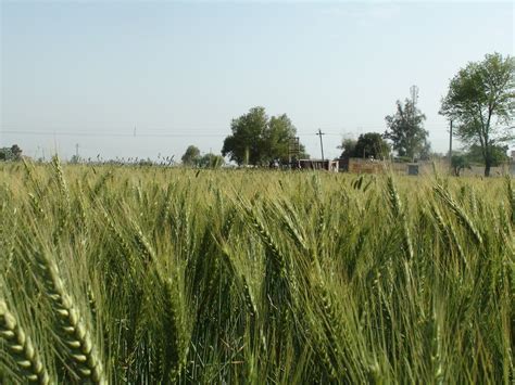 About Punjab (mostly): Mera Pind, Mere Khet..