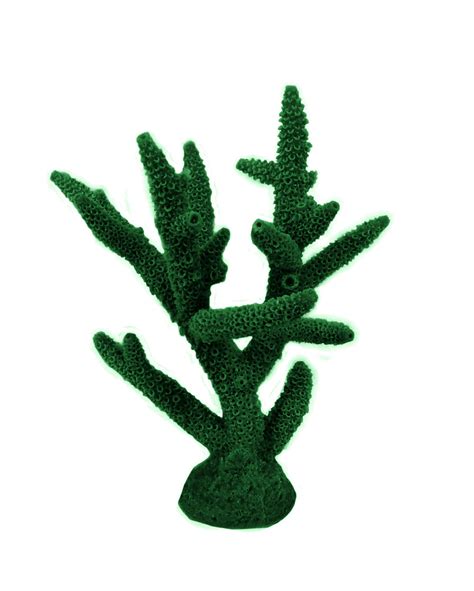 Acropora Cervicornis - Staghorn Coral #01101 – RocknReefs Inc.