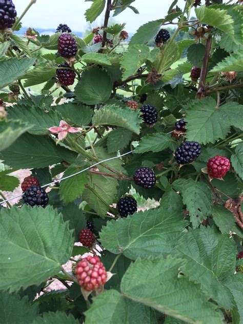 Blackberry ID - General Fruit Growing - Growing Fruit