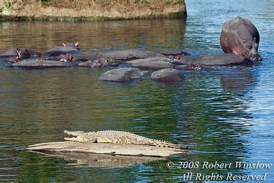 Animals Along the Nile River - Explore the Nile River