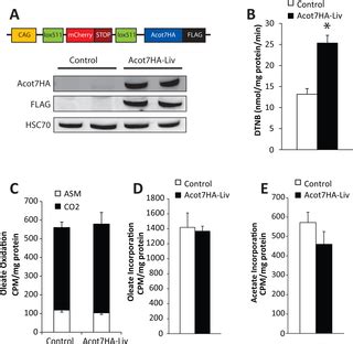 Metabolic and Tissue-Specific Regulation of Acyl-CoA Metabolism