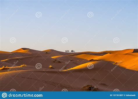 Camel Caravan in Sahara Desert Stock Image - Image of sunrise, berber: 131761857