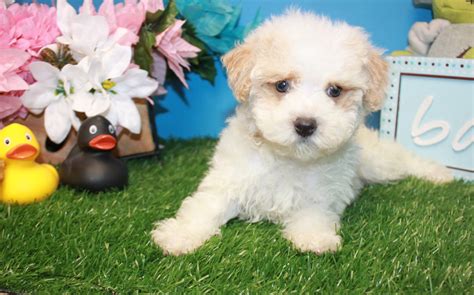 Malti Poo Puppies For Sale - Long Island Puppies