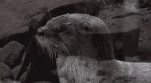 Otter GIF - Otter - Discover & Share GIFs