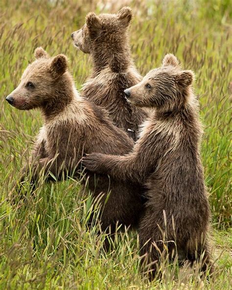 Cute KODIAK BEAR CUBS Photo - Etsy