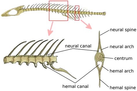 Biomimetics | Free Full-Text | The Spine: A Strong, Stable, and ...