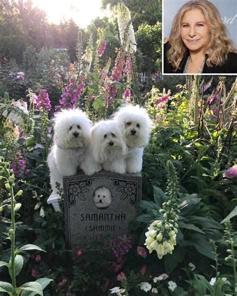 Barbra Streisand Shares Photo of Cloned Dogs