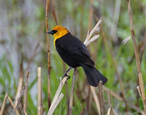 YELLOW-HEADED BLACKBIRD – Birds of Nebraska – Online