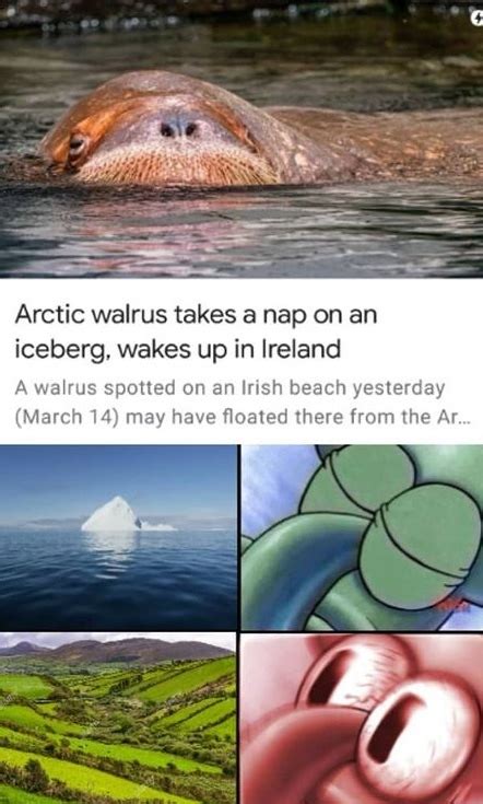 The best Walrus memes :) Memedroid