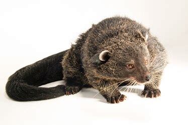 Binturong, facts and photos