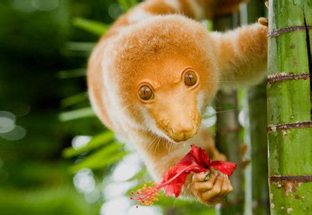 Sakepedia: Spotted Cuscus