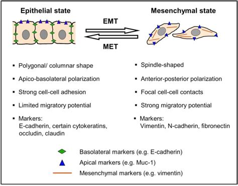 Epithelial Mesenchymal Transition