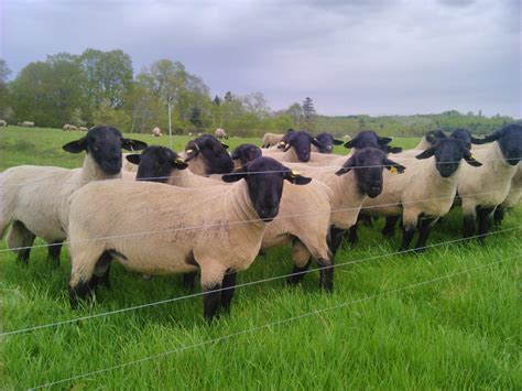 Purebred Suffolk Sheep - Blackie’s Suffolk Sheep & Veggies