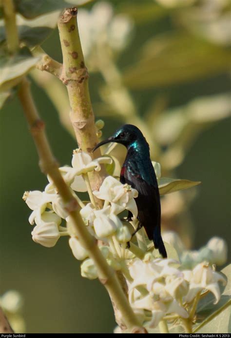 Hesaraghatta Grasslands in Danger, Again! | Conservation India