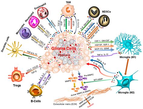 Biomolecules | Free Full-Text | The Process and Regulatory Components ...