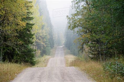 Road through forest - Stock Photo - Dissolve