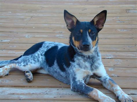 Rat Heeler Dog Breed Information and Pictures