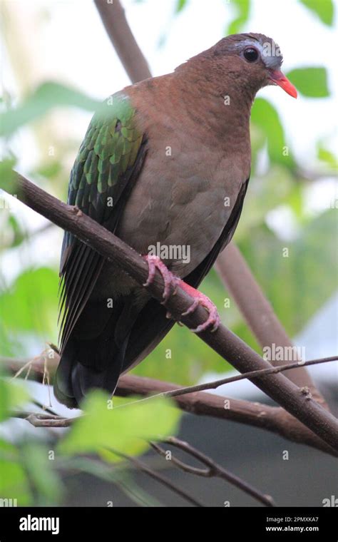 Common emerald dove Stock Photo - Alamy