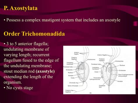 PPT - Chapter 6 Other Flagellated Protozoa: Diplomonadida and Trichomonadida PowerPoint ...