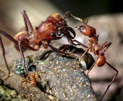 Leafcutter Ants | San Diego Zoo Wildlife Explorers