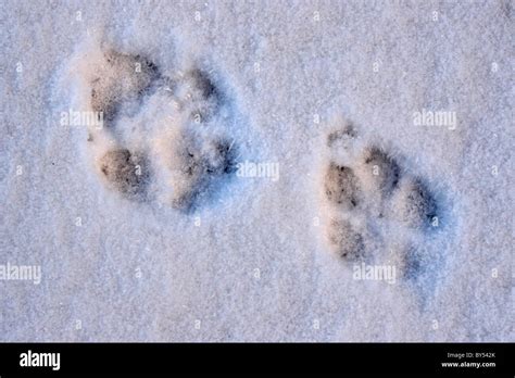 Coyote Tracks In Sand