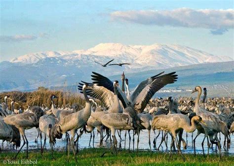 Take a moment to enjoy Lake Hula's magical March migration - ISRAEL21c