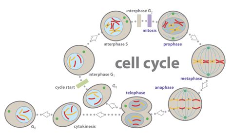 Interphase G2 Diagram