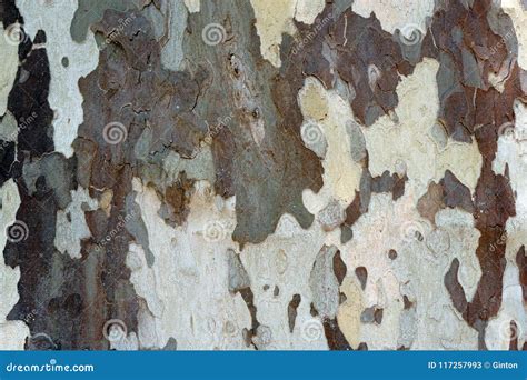 Bark plane tree close-up stock image. Image of shred - 117257993