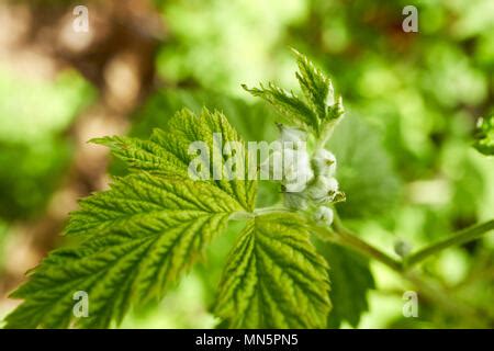 raspberry flower buds growing in spring in a garden UK Stock Photo - Alamy