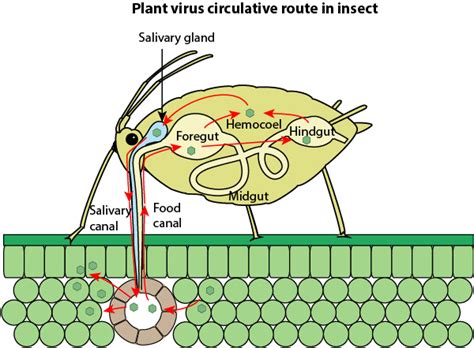 Insect vector-mediated transmission of plant viruses