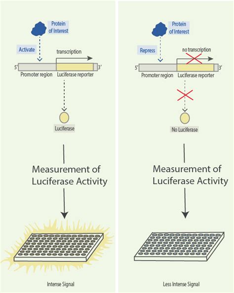 A Deep Dive Into the Luciferase Assay: What It is, How It Works and More | GoldBio