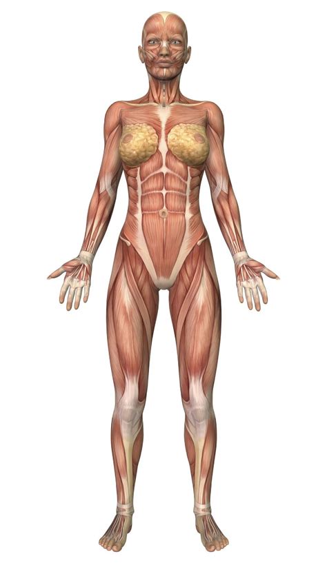 Female muscular system, front view Poster Print (21 x 36) - Walmart.com