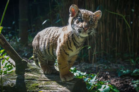 Torch | Selamat tinggal, little tiger! | San diego zoo safari park, Tiger cub, Sumatran tiger