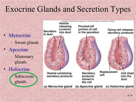 Is a sebaceous gland apocrine, holocrine, or merocrine? | Socratic