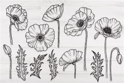 Flowers SVG Hand Drawn Poppy Flowers PNG Printable Flowers - Etsy Canada | Poppy flower drawing ...