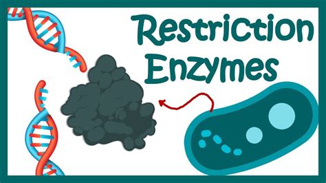 Restriction enzymes | Restriction endonuclease | How does the restriction enzymes work? - YouTube