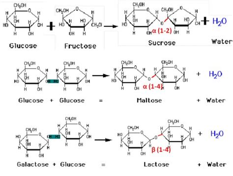 What Does Saccharide Mean