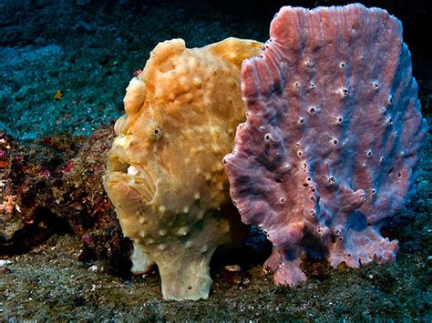 Frogfish facts, species, behavior, and photos - Underwater Photography Guide