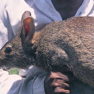 (PDF) Ecology and Conservation of Endangered Hispid Hare Caprolagus hispidus in India.