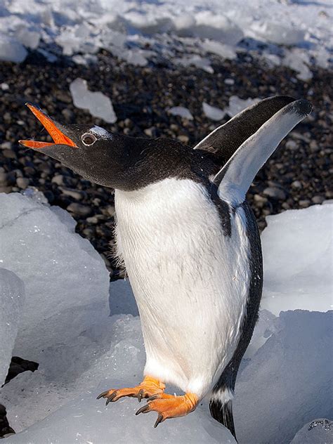 Gentoo Penguins in Antarctica - WOW!!!