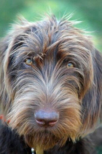 Echo, pudelpointer. Upland Bird Hunting, Hunting Dogs, Animals And Pets, I Love Dogs, Cute Dogs ...