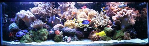 Setting Up an Indoor Coral Reef for Beginners