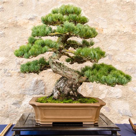 13 Types of Bonsai Trees (by Style and Shape Plus Pictures)