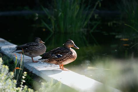 Ducks Standing by Pond in Park · Free Stock Photo