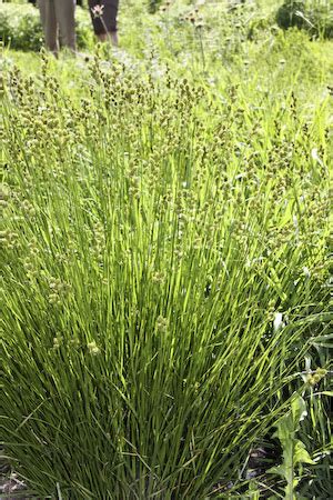 Plains Oval Sedge (Carex brevior) - Ontario Grasses, Sedges, Rushes